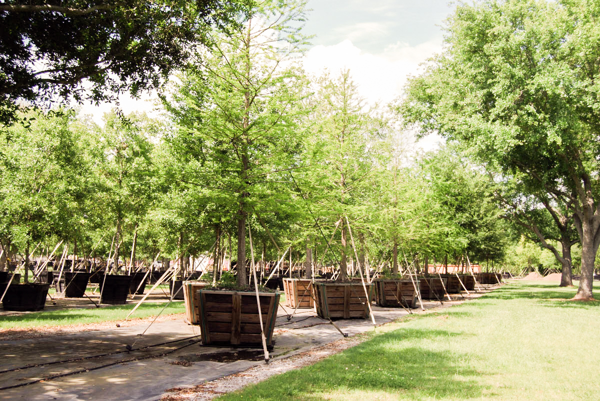 Large Container Grown Live Oaks Gerald's Tree Farm